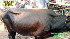 ঐতিহ্যবাহী নলিন গরুর হাট থেকে ছোট শাহীওয়ালও দেশি স্যার বাছুর কি দামে বিক্রি হচ্ছে টাঙ্গাইল গোপালপু