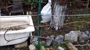 Дубовский розовый  Формировка двухплечевого кордона