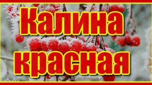 Калина красная... Невероятно красивая, душевная и трогательная песня для души, Послушайте!!!