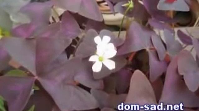 Кислица БОУИ