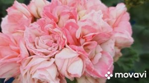 МОИ КОРОЛЕВЫ ПЕЛАРГОНИИ // КОЛЛЕКЦИЯ ЛИПАТОВОЙ АНАСТАСИИ 2023 Г // ВАЦАП ДЛЯ ЗАКАЗА 89152458159