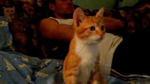 котенок ПЕТРИК ПЯТОЧКИН смотрит телевизор