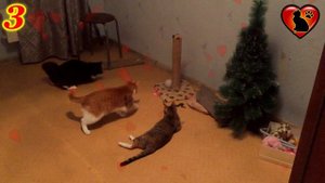 Вот Почему Ваша Кошка Не Дает Спать По Ночам!