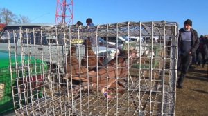 Птичий рынок. Ленинградская. Часть 3. [13.02.2022]