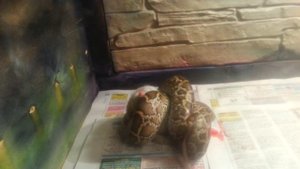 тигровый питон ест крысу, tiger python eats rat
