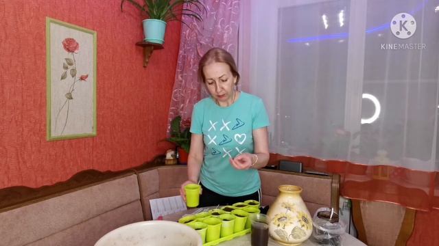 Особенности посадки непроросших ризом ахименесов. #ахименесы#посадка смотреть онлайн