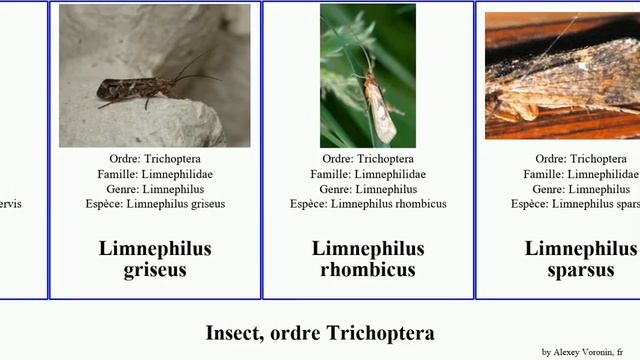 Insect, ordre Trichoptera limnephilus appalachia griseus concolor cinereus diversa similis sparsus смотреть онлайн