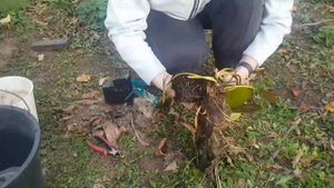 Пруд на даче. Ожидание и реальность.