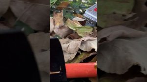 Кража двух тонн шиповника