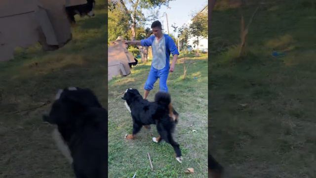 Bernese Mountain Dog Бернские зенненхунды смотреть онлайн