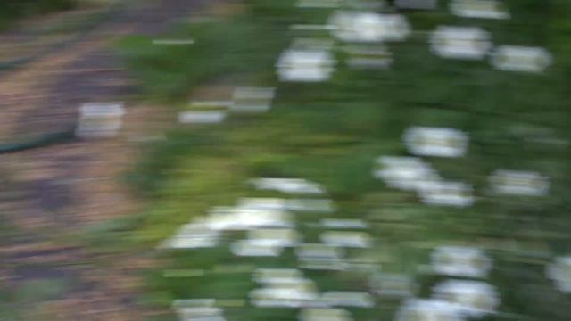 Обзор сада. Неприхотливые цветы в саду без танцев с бубнами. смотреть онлайн