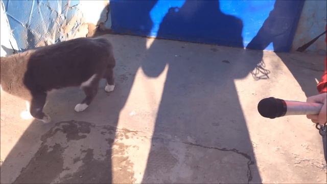 Про голубей смотреть онлайн