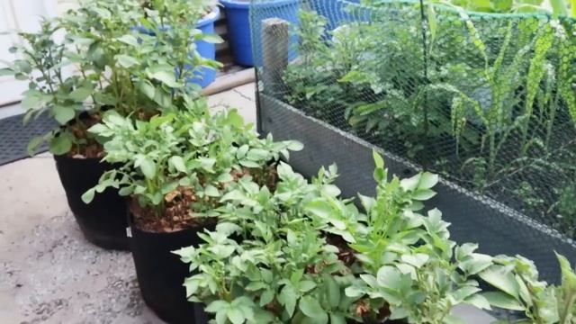 Container Gardening | Growing in 30+ Containers! смотреть онлайн
