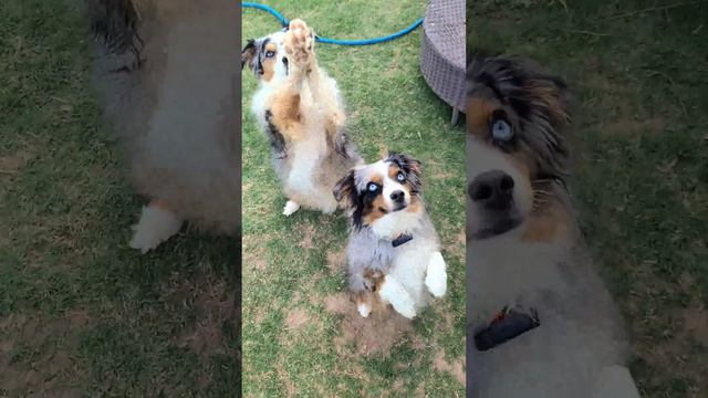 pupps #aussiedoodle #miniaussie