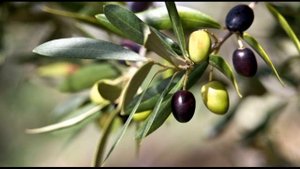 27 октября / Как выращивают маслины?