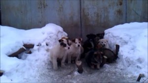 Собаки Бездомные дворовые щенки 31 декабрь 2014