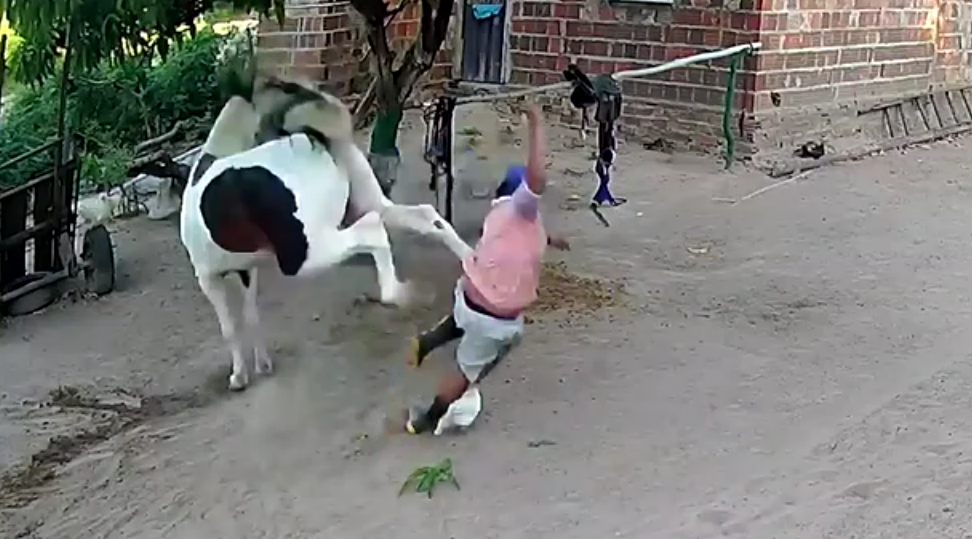 Не Подходи к Коню Сзади / Подборка Смешных и Неуклюжих Людей и Животных / Армия Неудачников / Фейлы