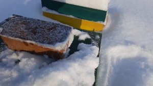 Сибирь не прощает ошибок! зимовка пчел на воле . часть 1. #пасека #пчеловодство #зима