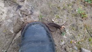 ВНИМАНИЕ--СДВИЖЕНИЕ-2 (ГАДЫ ЛЕСНЫЕ СДВИГАЮТСЯ НА ЗИМОВКУ)