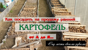 Тепличный бизнес с нуля / Как и когда посадить ранний картофель на продажу от А до Я...
