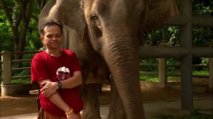 360 Geo - Thailande, l'hopital des elephants (2016)