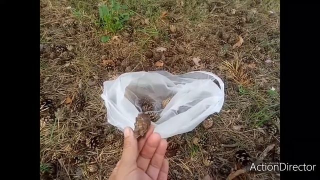 Съела много песка? Песочное поле. Шишки смотреть онлайн