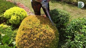 Видео журнал «Сады в отличной форме №46» Обрезка и формирование хвойных и лиственных растений.