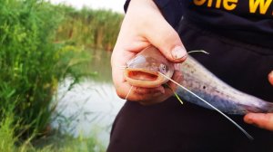 Рыбалка На Закате Креветка Отковала Весь Клев Рыбалка в Дагестане