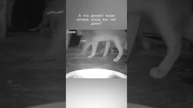 А что делают ваши котики, когда вас нет дома?