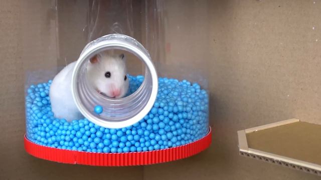 🐹 Hamster Escapes the Underground Maze 🐹