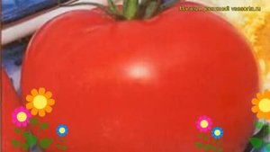 Томат обыкновенный Ладушка. Краткий обзор, описание характеристик Ladushka