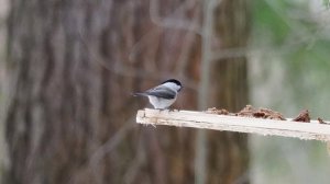 Буроголовая гаичка (Пухляк). Пение буроголовой гаички