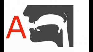 Артикуляция  гласных звуков