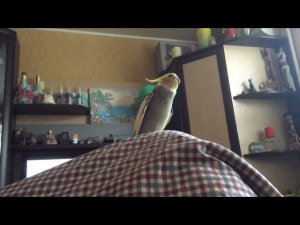 Попугай корелла прикольно разговаривает