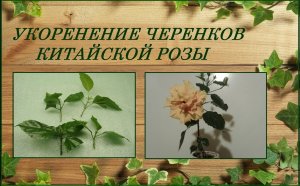 Комнатная роза гибискус китайский укоренение черенков простой способ