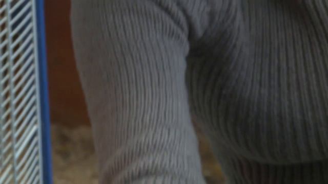 #Следуйзанами. Эпизод 15: Спасение цыпленка и поцелуй с собаками