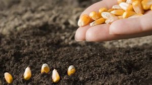 "Осень..Каждый год она приходит неизменно.." Песня христианская.. исп.Шинкарева Светлана