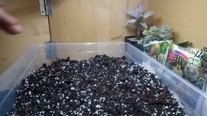 посадка семян кактуса. Первые всходы!