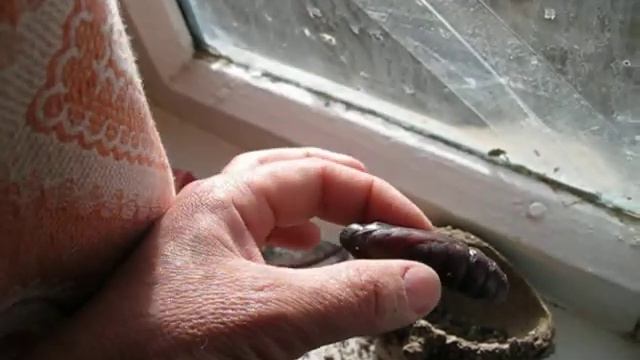 куколка бражника Мёртвая голова ( Acherontia atropos ) смотреть онлайн