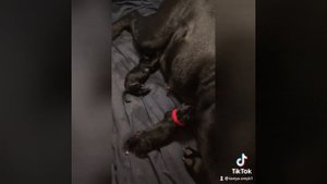 Роды у собак Кане корсо.