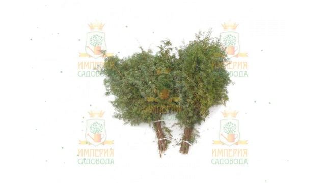 Веник можжевеловый, 40см (Наш Кедр) обзор 1907 бренд Наш Кедр производитель Наш Кедр ООО (Россия) смотреть онлайн