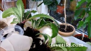 Стрептокарпус.  Деление куста.  Фитильный полив.