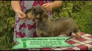 Порода собак такса