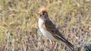 Голоса птиц: белокрылый жаворонок