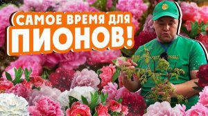 САМОЕ ВРЕМЯ ДЛЯ ПИОНОВ!  Сажаем пионы. Краткий ликбез.