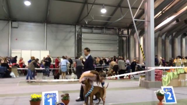 Тайский риджбек Деля ЛПП смотреть онлайн