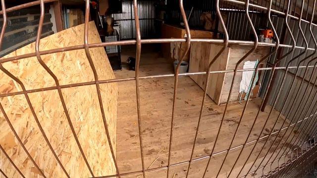 Утренняя обстановка, питбуль Спайк уже наступает на лапу. смотреть онлайн