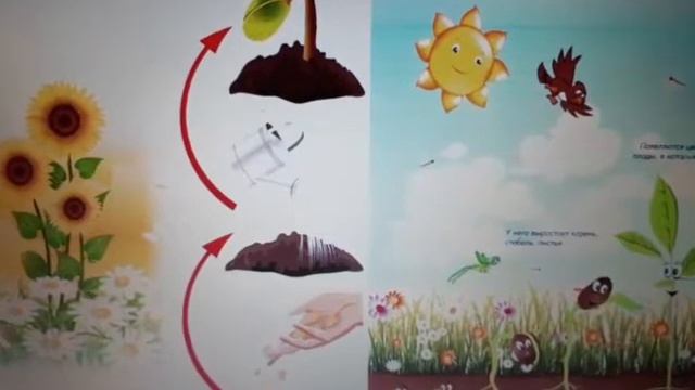 Экологическое занятие "Сажаем фасоль" смотреть онлайн