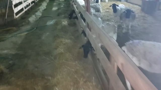 утренний обход и кормление Дорперов