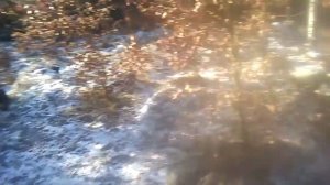 Береза с которои снимал кору. Через два года,